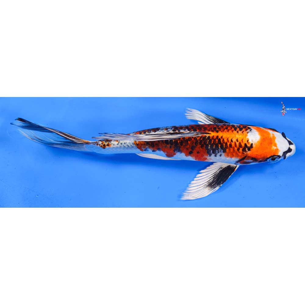 10” Imported Kujaku Butterfly Koi