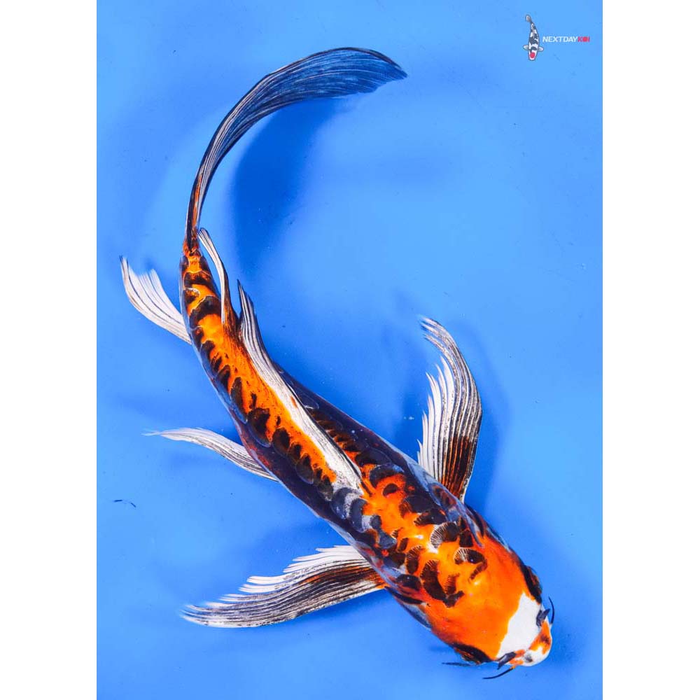 10” Imported Kin Kikokuryu Butterfly Koi