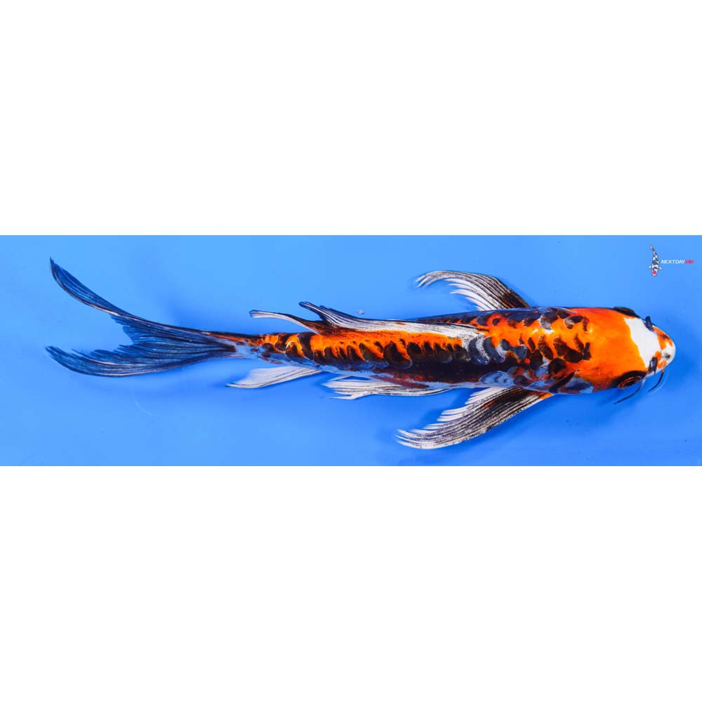 10” Imported Kin Kikokuryu Butterfly Koi