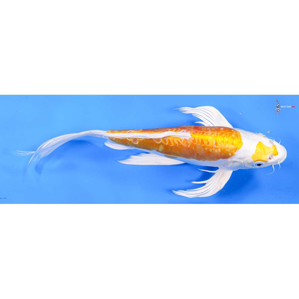 10” Imported Kikusui Butterfly Koi
