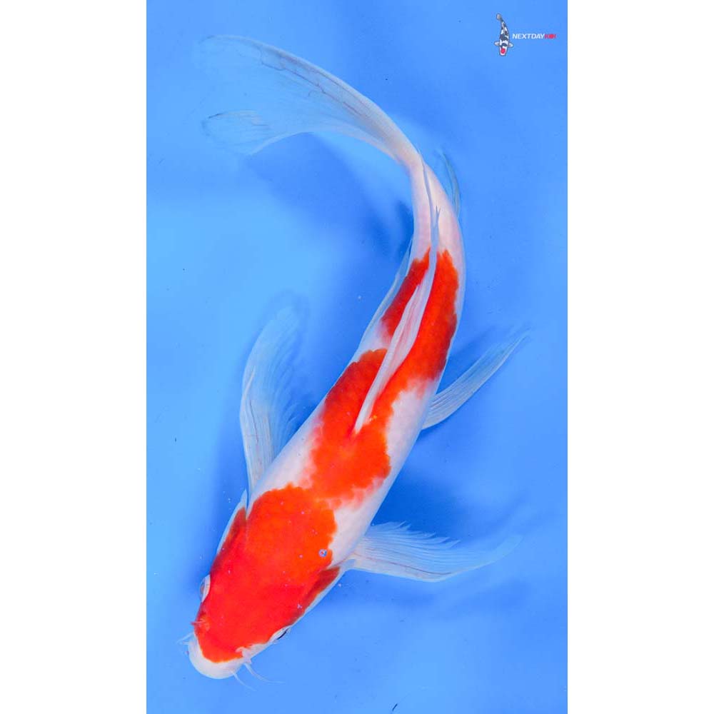 10” Imported Kohaku Butterfly Koi