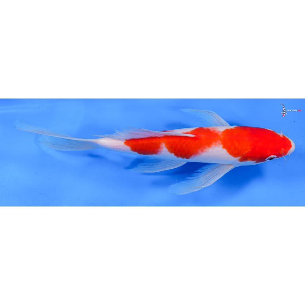 10” Imported Kohaku Butterfly Koi