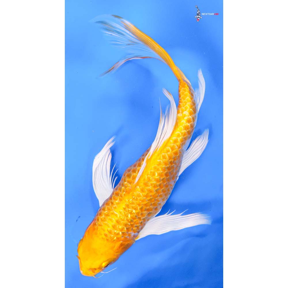 10” Imported Gin Rin Lemon Hariwake Butterfly Koi