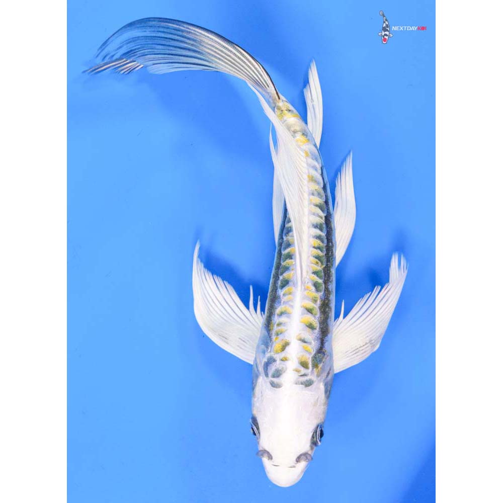 9.5” Imported Kin Kikokuryu Butterfly Koi
