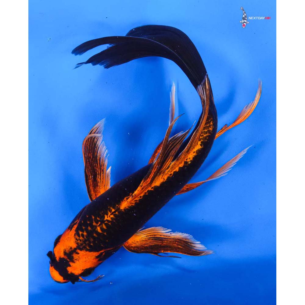 10” Imported Orenji Matsuba Butterfly Koi