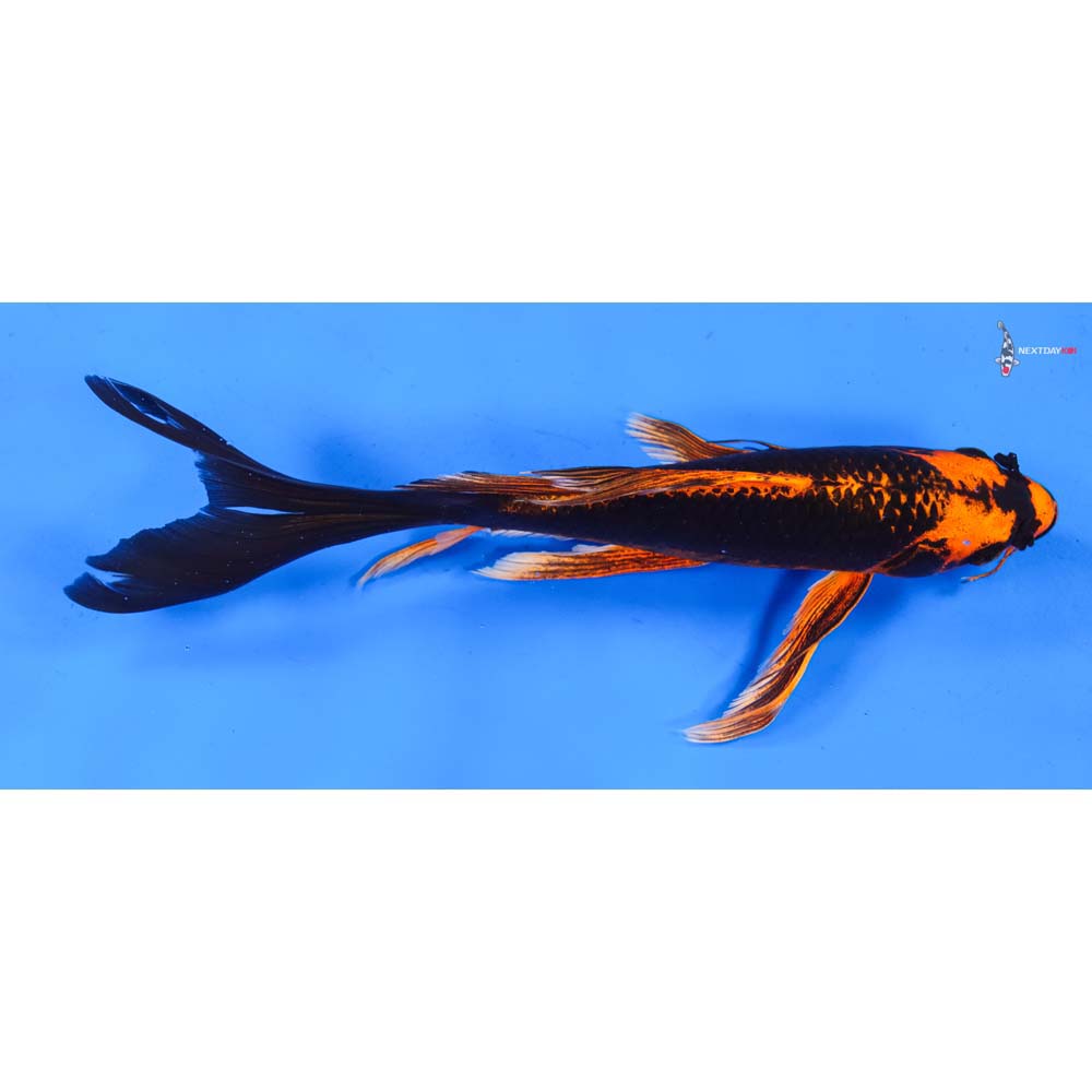 10” Imported Orenji Matsuba Butterfly Koi