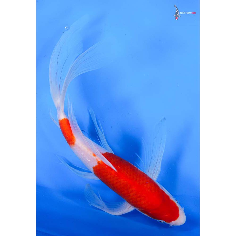 10.5” Imported Kohaku Butterfly Koi