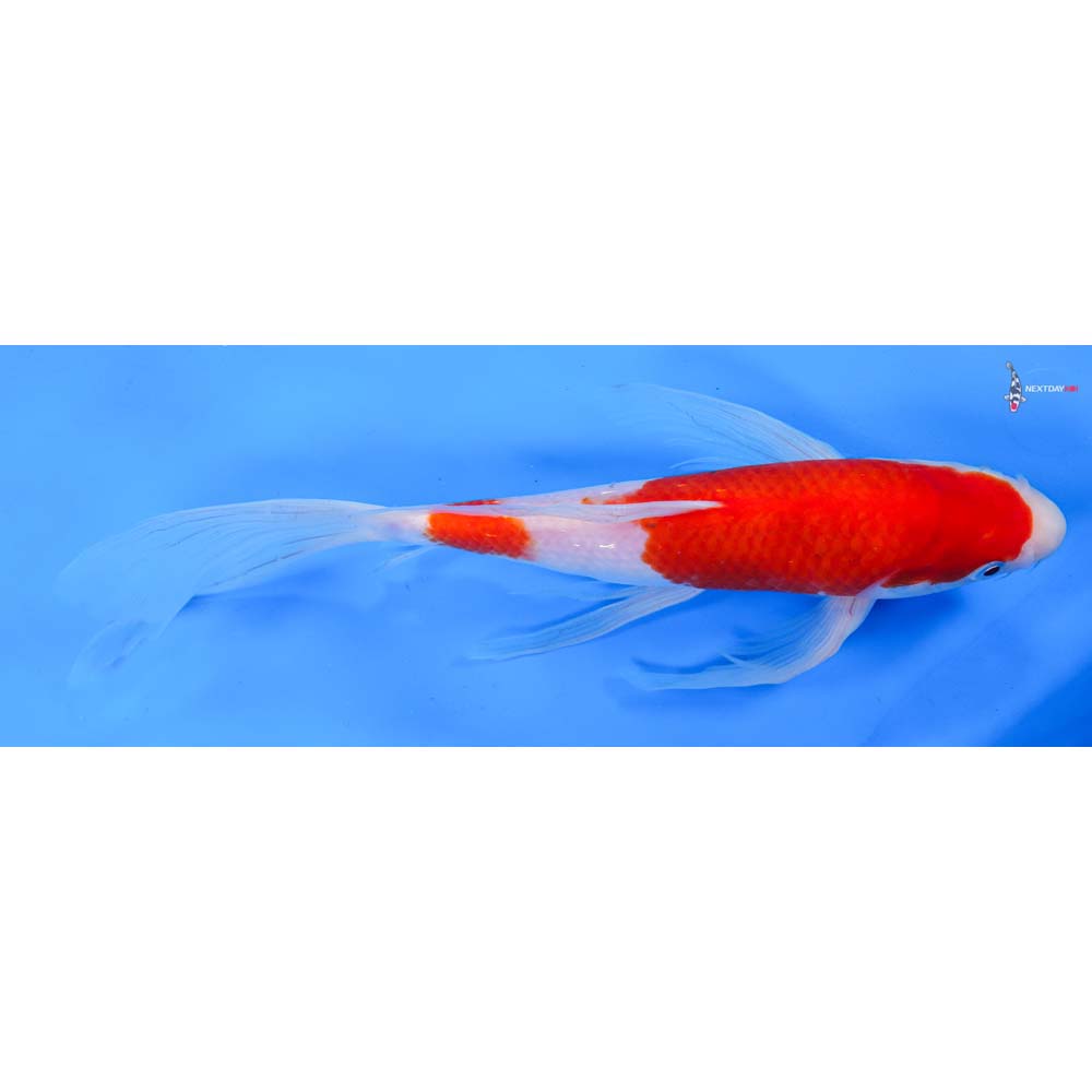 10.5” Imported Kohaku Butterfly Koi