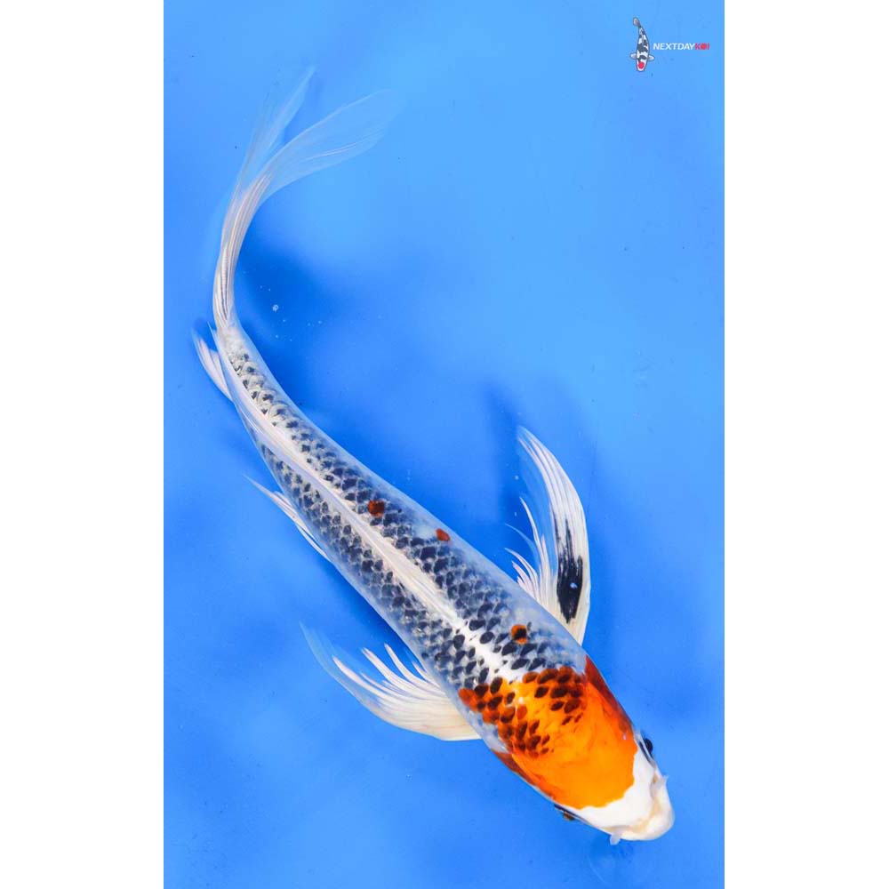 10.5” Imported Kujaku Butterfly Koi