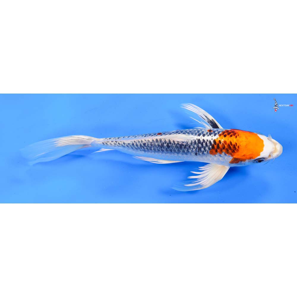 10.5” Imported Kujaku Butterfly Koi