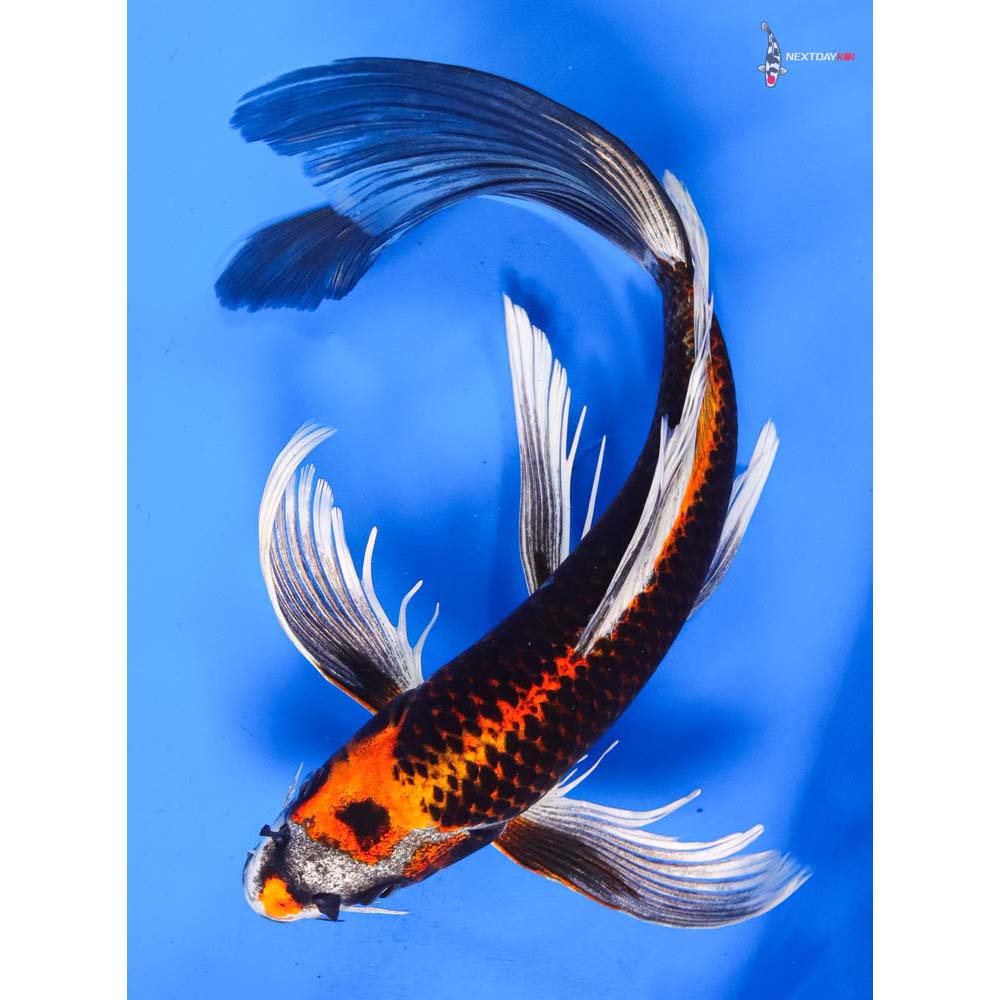 10.5” Imported Kujaku Butterfly Koi