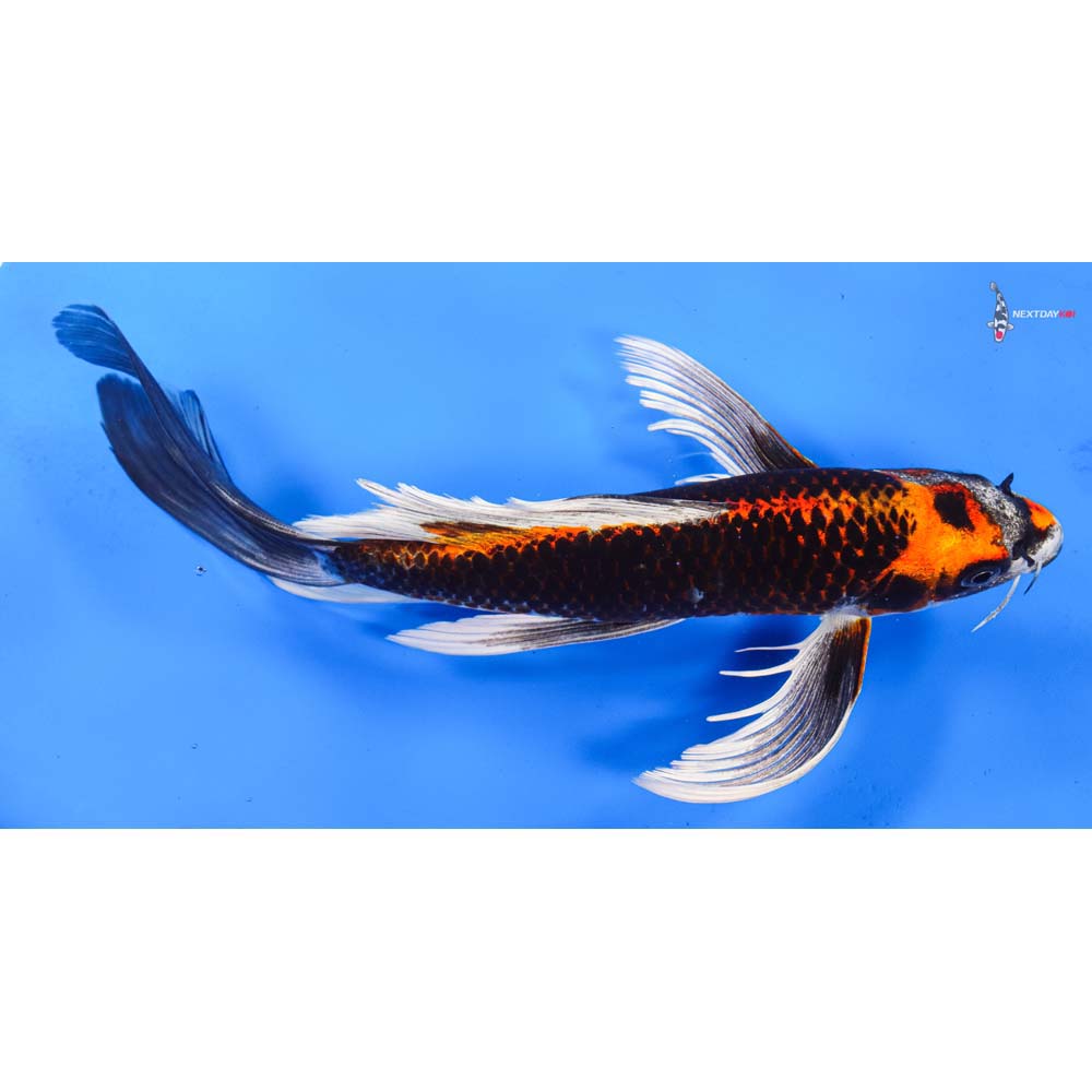 10.5” Imported Kujaku Butterfly Koi