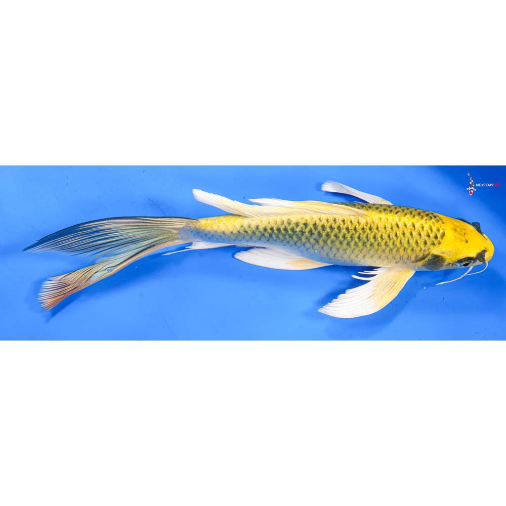 10.5” Imported Ki Matsuba Butterfly Koi