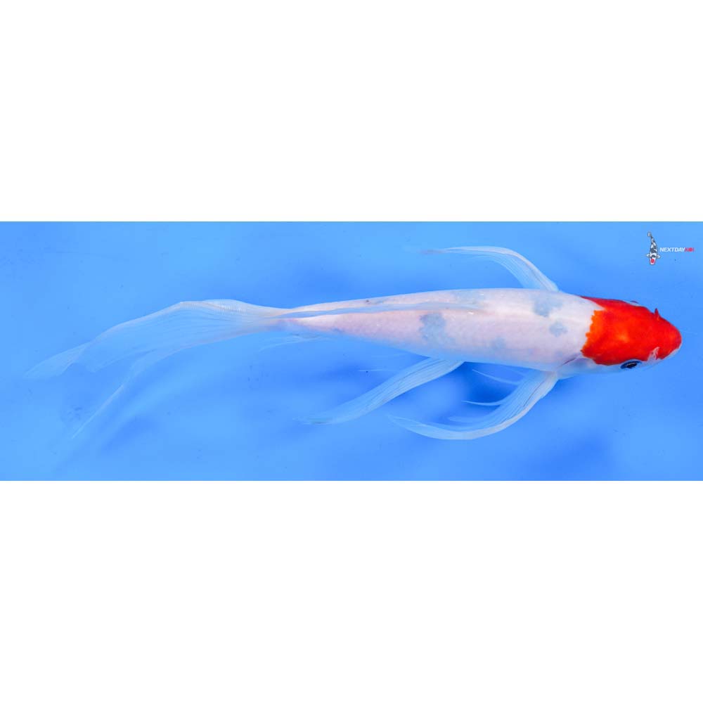10.5” Imported Sanke Butterfly Koi