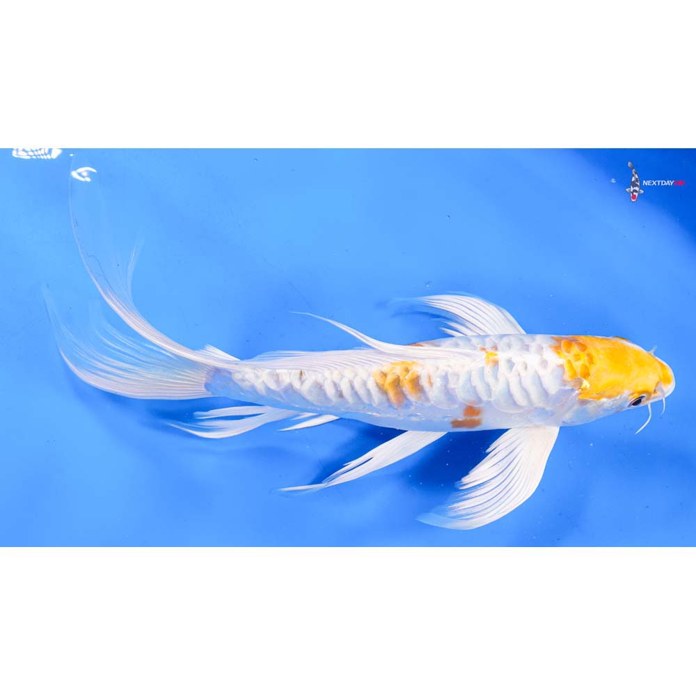 10.5” Imported Doitsu Lemon Hariwake Butterfly Koi