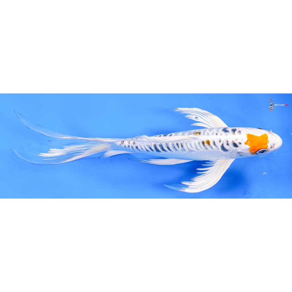 10.5” Imported Heisei Nishiki Butterfly Koi