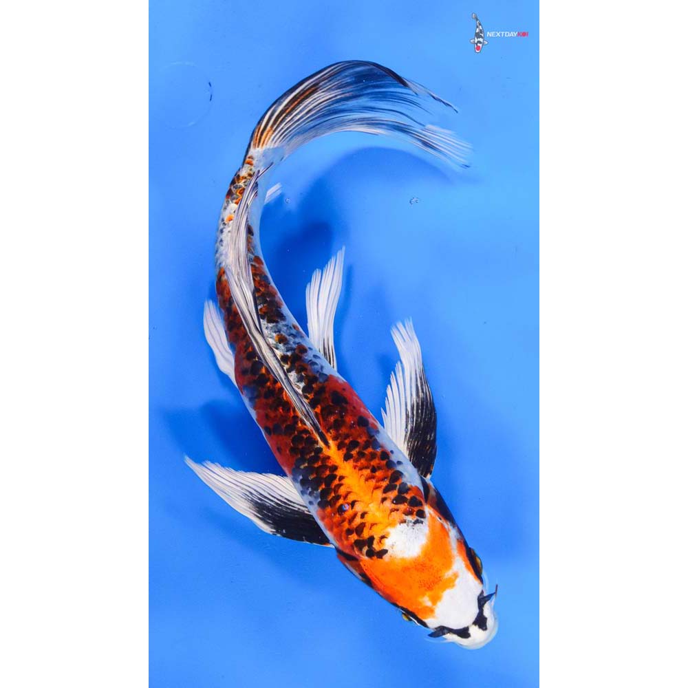 10” Imported Kujaku Butterfly Koi