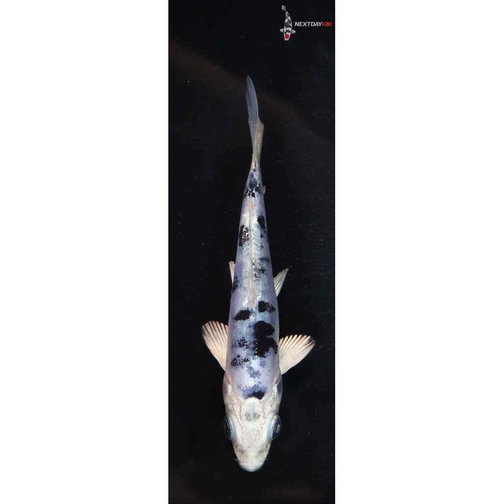 4” Imported Gin Shiro Bekko
