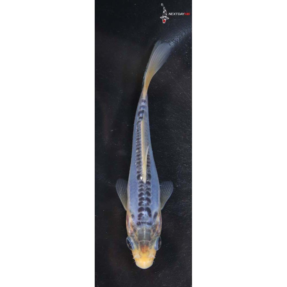 4” Imported Shusui