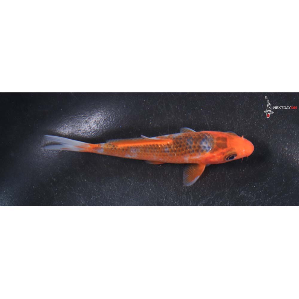 4” Imported Hi Asagi