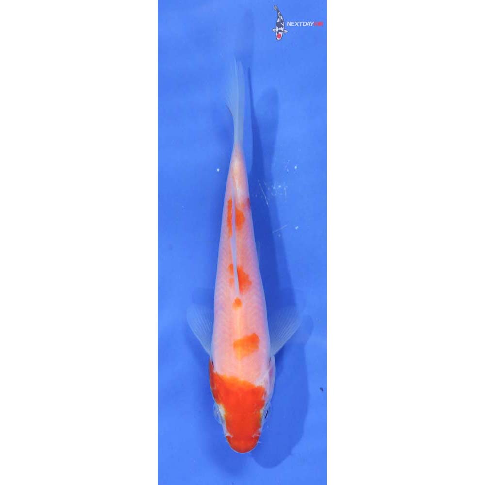 4” Imported Kohaku