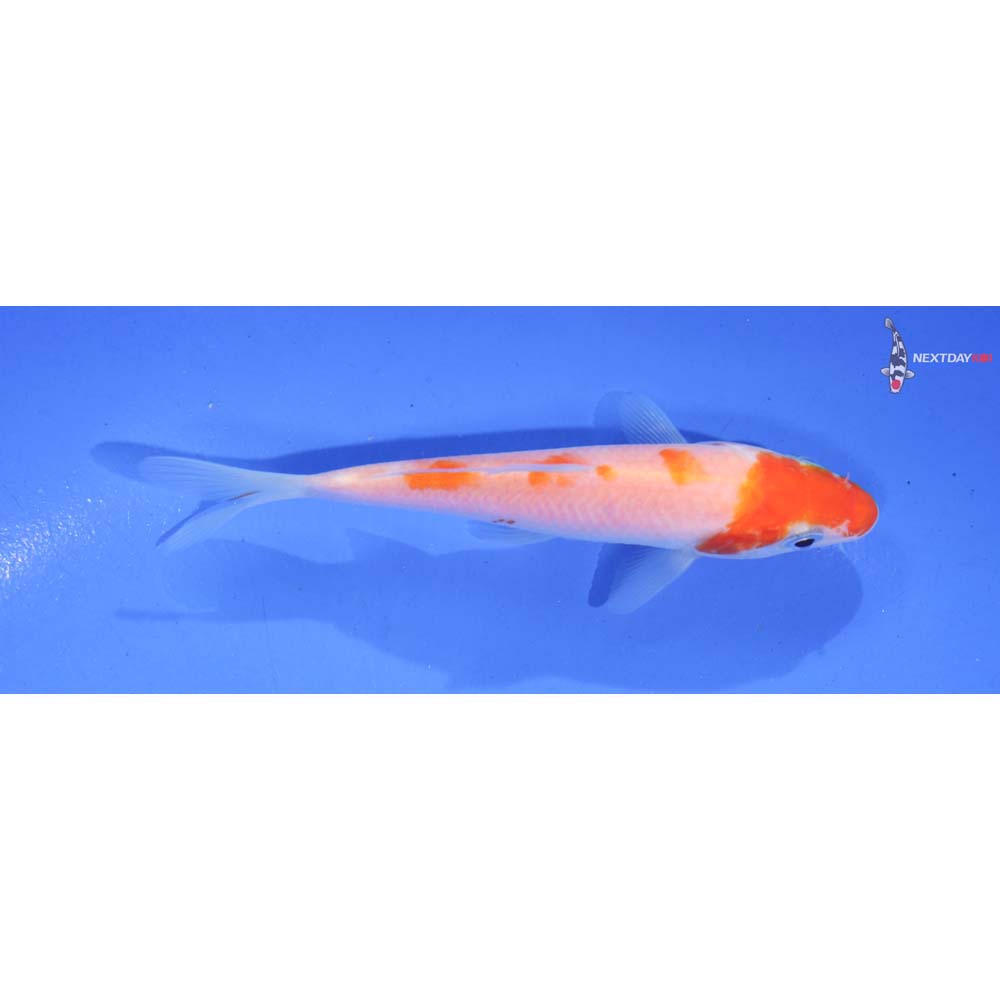 4” Imported Kohaku