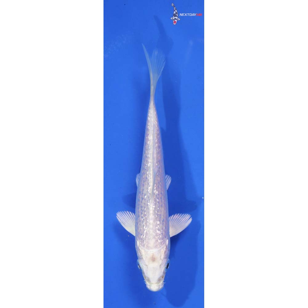 4” Imported Gin Rin Platinum Ogon