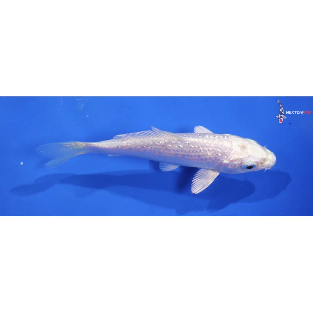 4” Imported Gin Rin Platinum Ogon