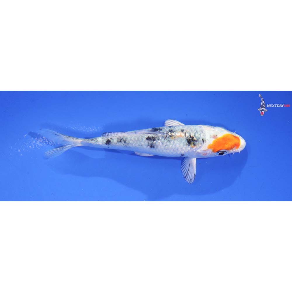 4” Imported Yamato Nishiki