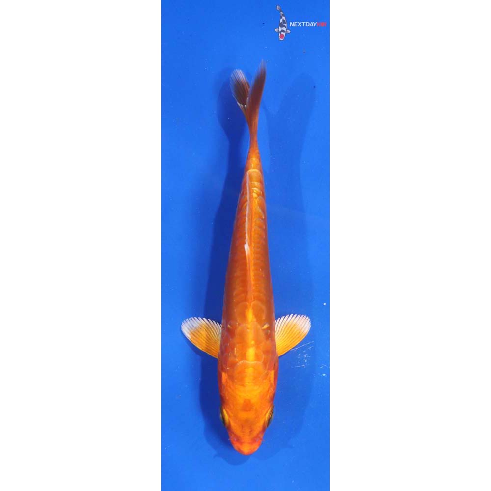 4.5” Imported Armor Scaled Orenji Ogon