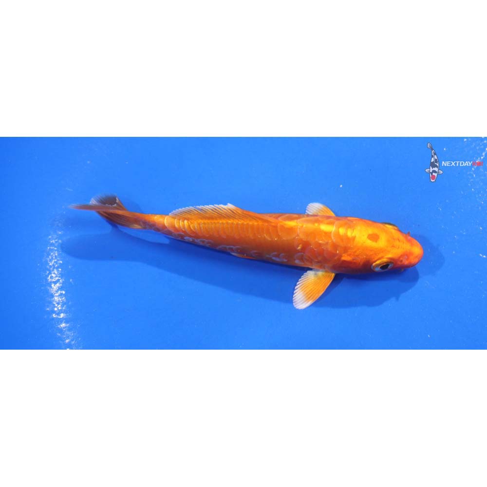 4.5” Imported Armor Scaled Orenji Ogon