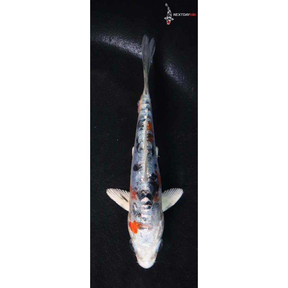 4.5” Imported Heisei Nishiki