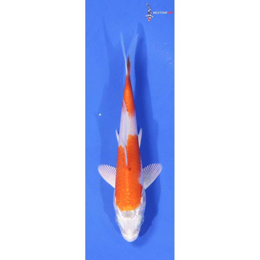 4.5” Imported Hariwake