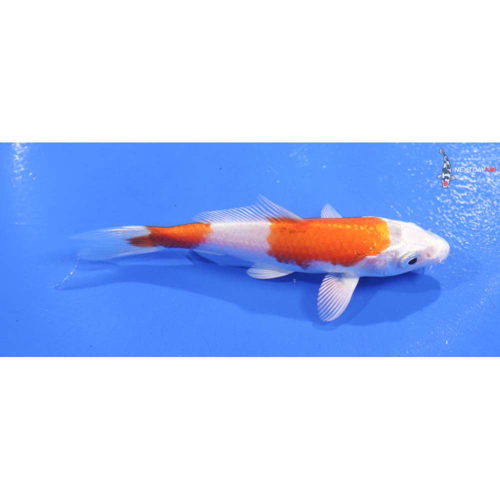 4.5” Imported Hariwake