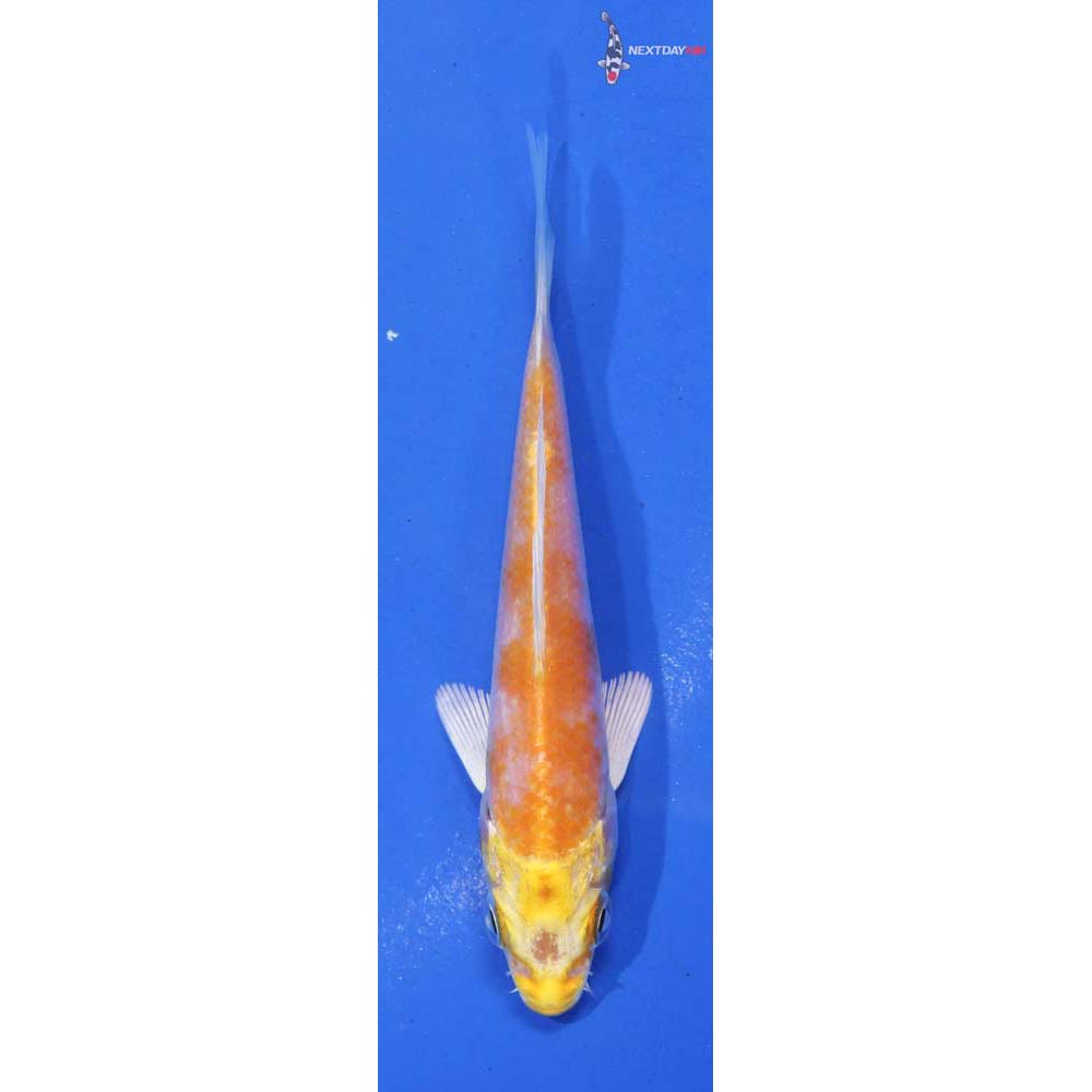 4” Imported Lemon Hariwake