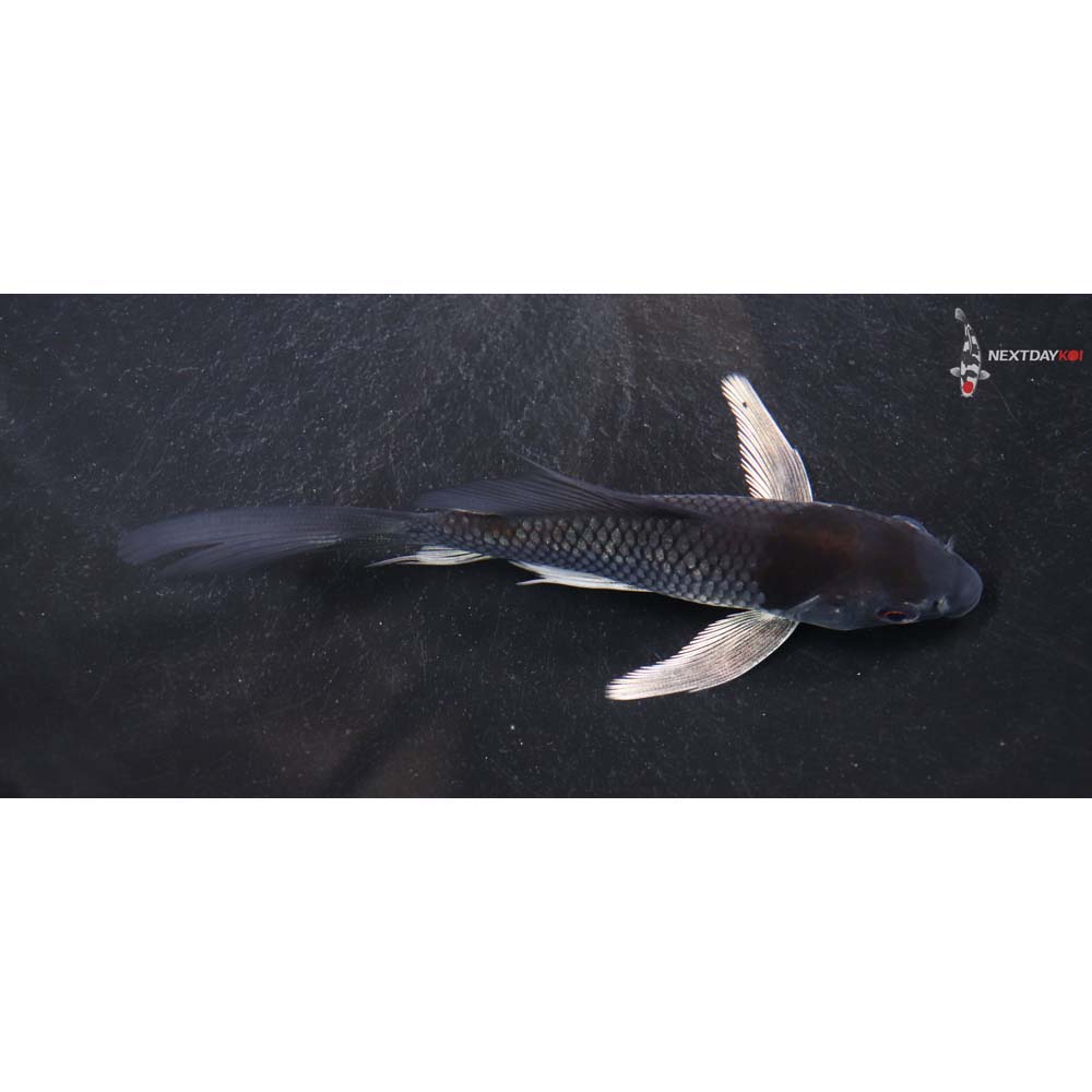 4.5” Imported Ochiba Shigure Butterfly Koi