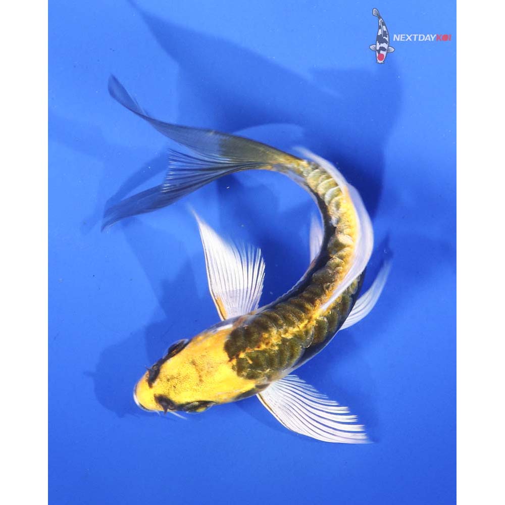 4.5” Imported Kin Kikokuryu Butterfly Koi