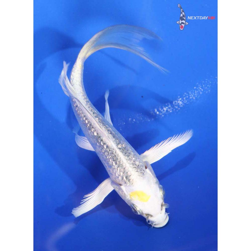4.5” Imported Gin Rin Lemon Hariwake Butterfly Koi