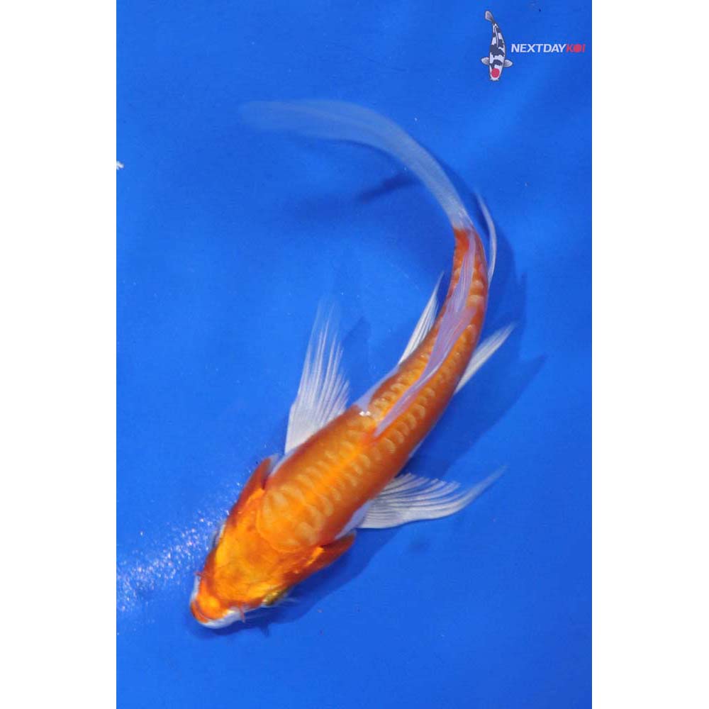 4.5” Imported Kikusui Butterfly Koi