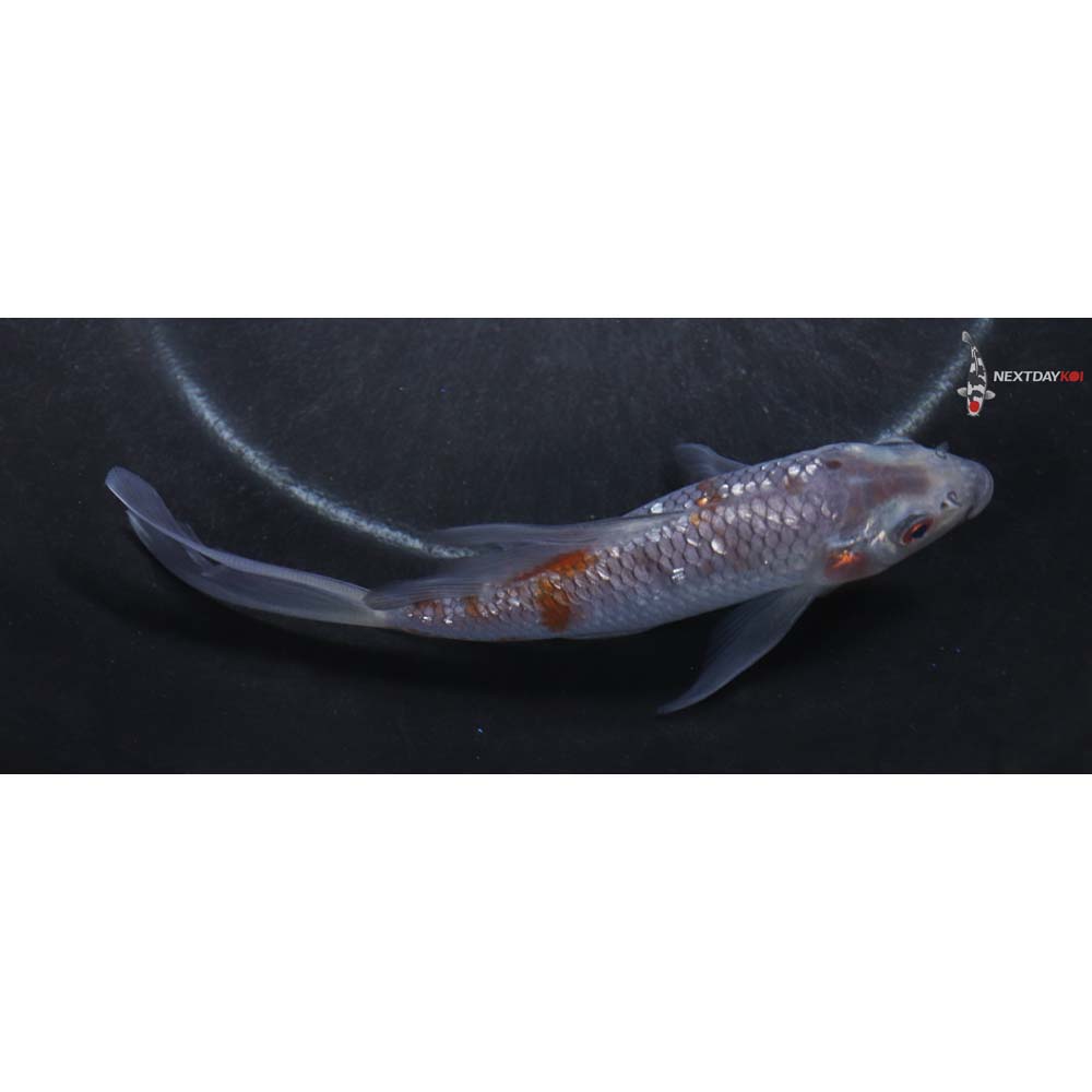5.5” Imported Gin Rin Ochiba Shigure Butterfly Koi