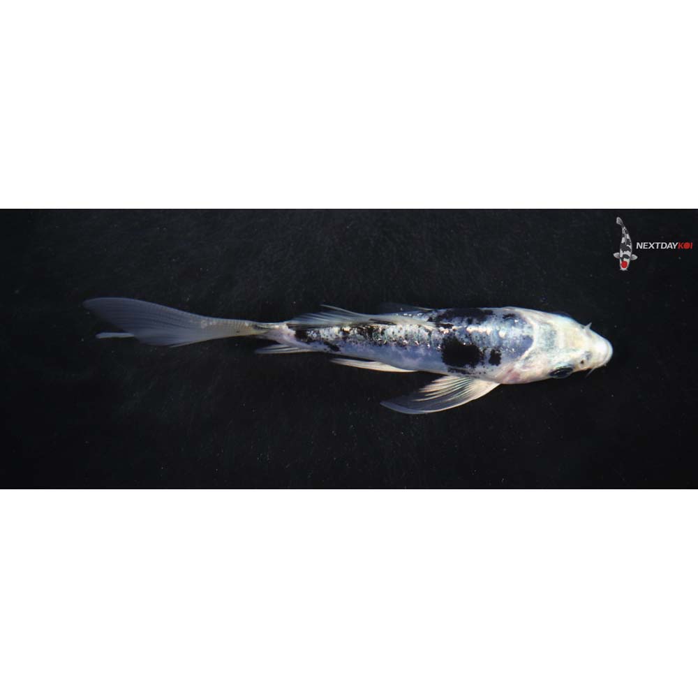 4.5” Imported Doitsu Gin Shiro Bekko Butterfly Koi