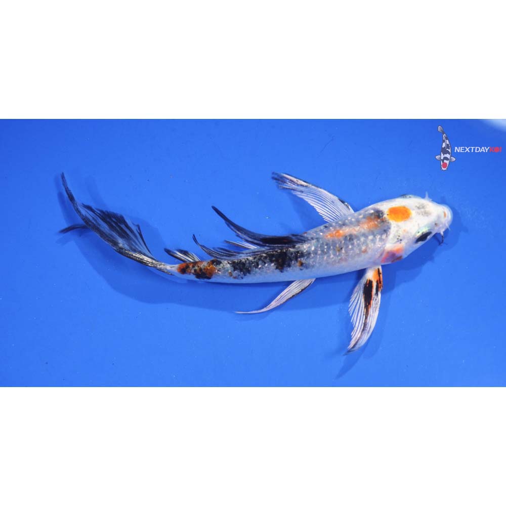 4.5” Imported Gin Rin Kujaku Butterfly Koi