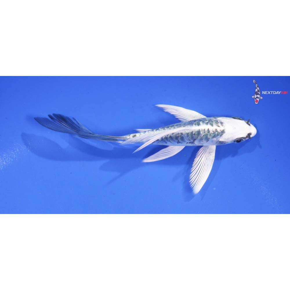 5” Imported Doitsu Gin Matsuba Butterfly Koi