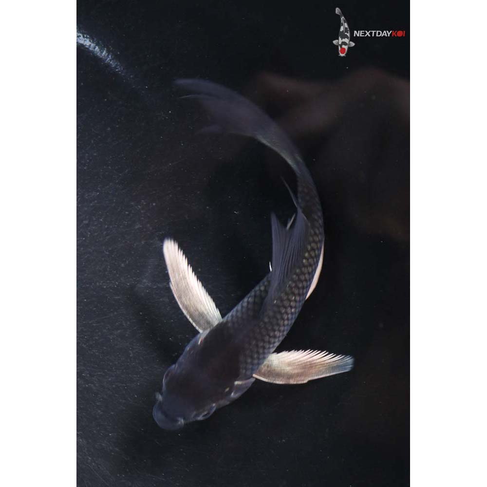 4.5” Imported Ochiba Shigure Butterfly Koi