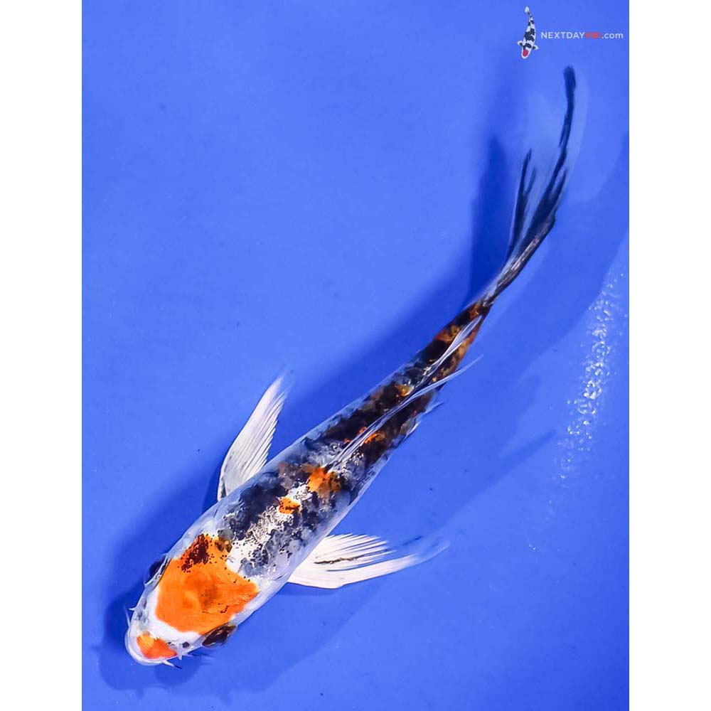4.5” Imported Armor Scaled Yamato Nishiki Butterfly Koi
