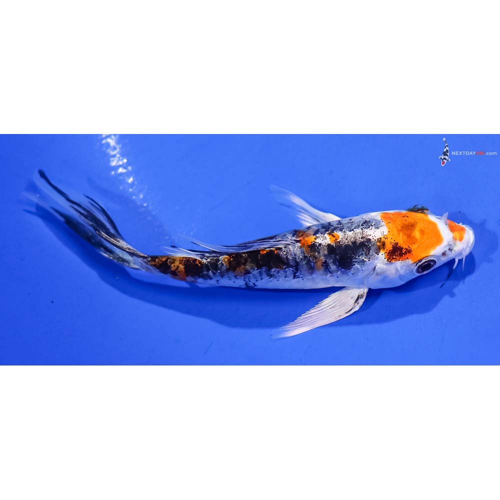 4.5” Imported Armor Scaled Yamato Nishiki Butterfly Koi