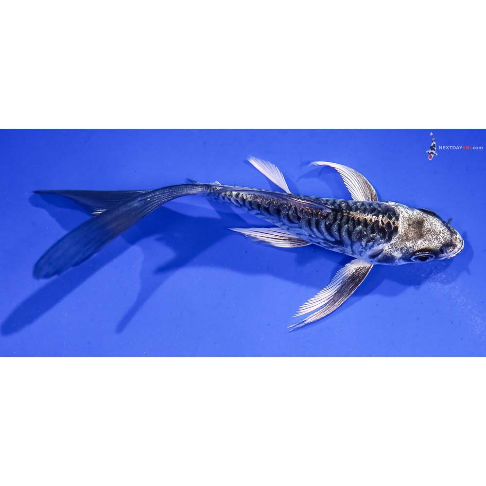 4.5” Imported Armor Scaled Gin Matsuba Butterfly Koi