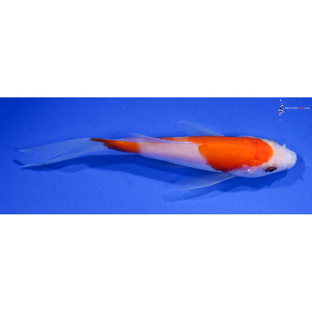 4.5” Imported Kohaku Butterfly Koi