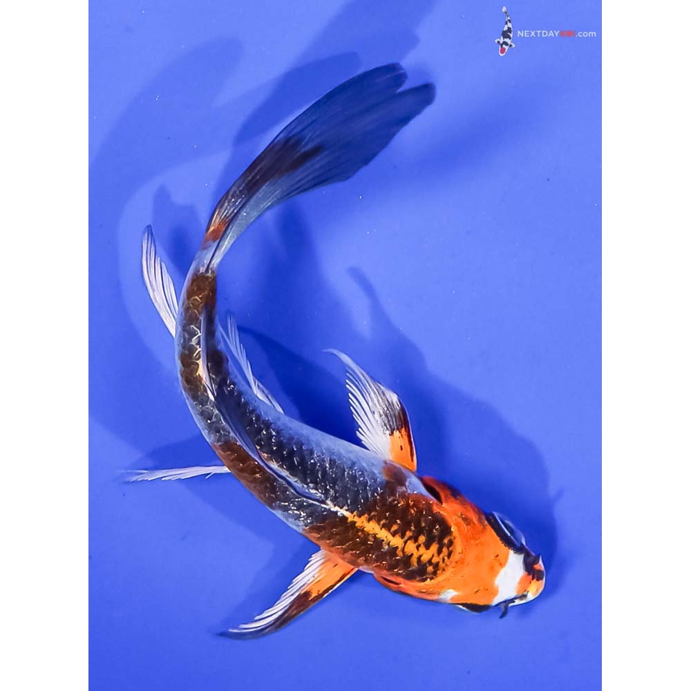 4.5” Imported Kujaku Butterfly Koi