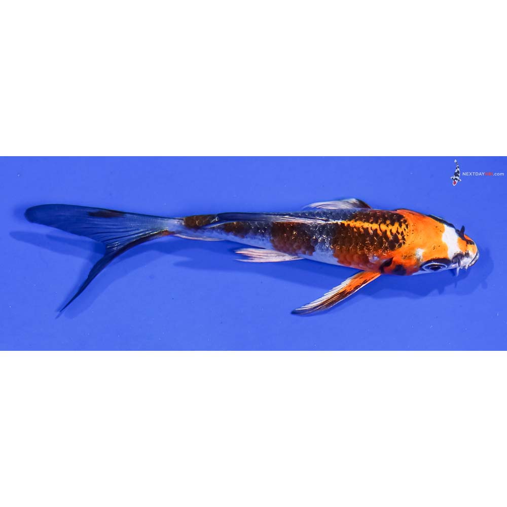 4.5” Imported Kujaku Butterfly Koi